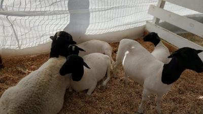Secretaria de Agricultura no Virmond tem Stand na 4Âª Expovir para expor cabritos